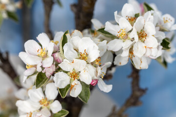 white apple blossom in spring