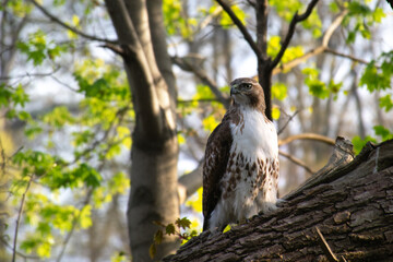 Hawk on a tree branch