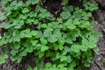 Oxalis acetosella wood sorrel in bloom, white flowering plant in forest .