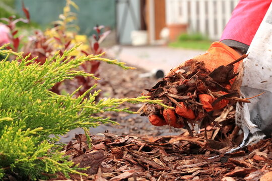 Mulching with bark in the garden.
Ści&oacute;łkowanie z korą w ogrodzie.