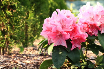A beautiful bouquet of blooming rhododendron flowers.
Piękny bukiet kwitnących kwiatów rododendronów. - obrazy, fototapety, plakaty