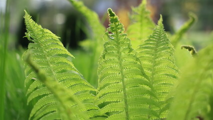 Beautiful green fern leaves. © jarizPJ