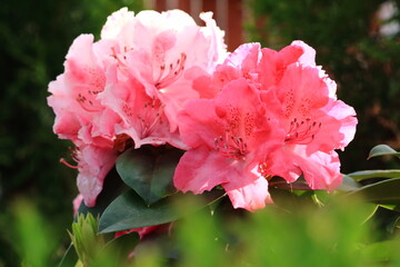 A beautiful bouquet of blooming rhododendron flowers.
Piękny bukiet kwitnących kwiatów rododendronów.