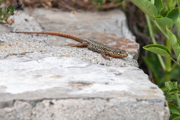 Lézard des murailles