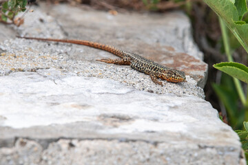 Lézard des murailles