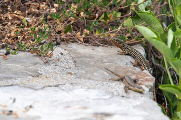 Lézard des murailles
