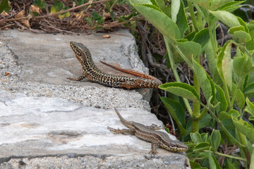 Lézard des murailles