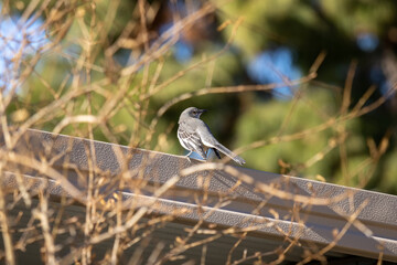 western mockingbird 