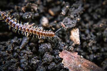 Obraz na płótnie Canvas garden centipede 