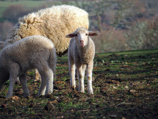 Corderos con una bonita luz invernal. Galicia
