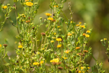 Close-p of yellow common fleabane flowers with selective focus on foreground and blurred background