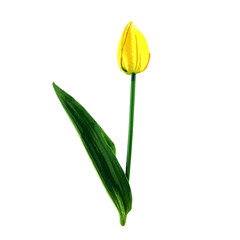 tulips isolated on white background. Modern illustration of flowers for banners, posters.