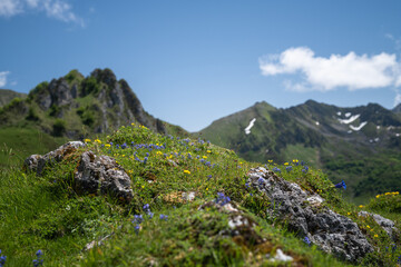 Fototapeta na wymiar wildflowers on the Pyrenees mountain