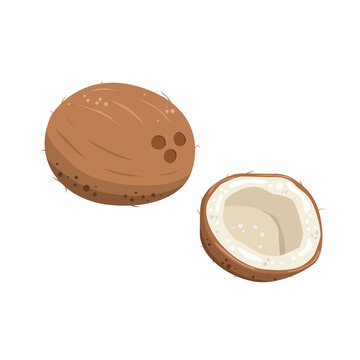 Coconut illustration. A whole coconut and a half. Useful natural product.