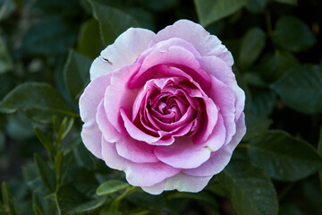 Rose bud against out of focus background. Selective focus. Horizontal photography.
