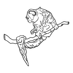 Isolated illustration with monkey line, marmoset. Exotic animal for colouring, as a blank for a designer, logo, icon, label