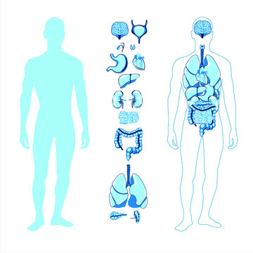 human figure torso full body of internal organs silhouette line art heart, liver, lungs, thyroid, kidneys, etc
