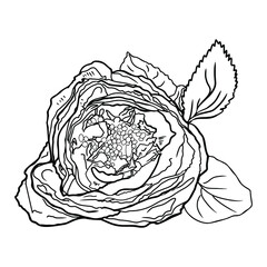 Rose isolated vector illustration. Flower with leaves isolated as a logo, blank for designers