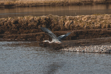 Great Blue Heron taking flight in Yellowstone National Park