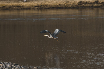 Great Blue Heron taking flight in Yellowstone National Park