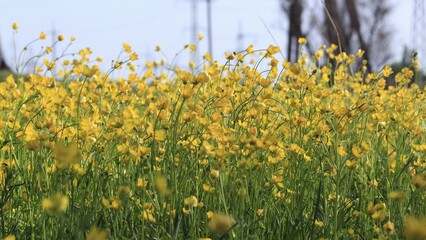 field of dandelions