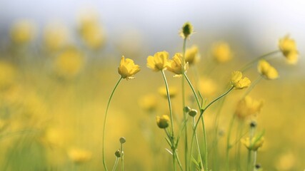 field of yellow flowers