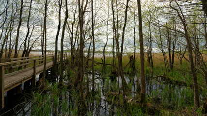 Obraz premium Müritz Nationalpark