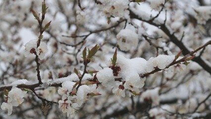 snow covered branches