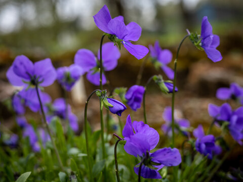Close-up of wood violet (Viola valderia) purple flowers blooming in the springtime.