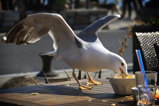Seagull Eating Chips