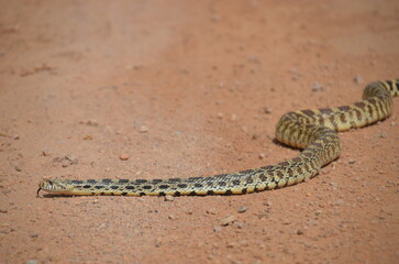 bull snake