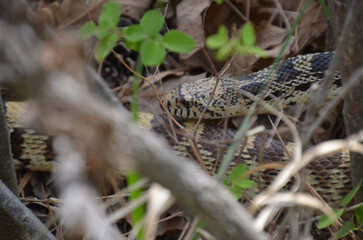 bull snake