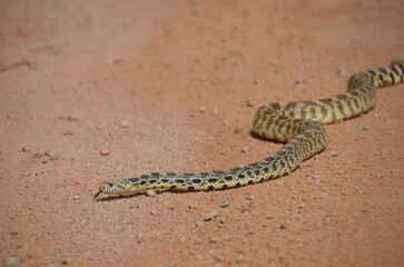 bull snake