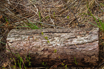 Piece of wooden Log with Forest on Background. Old wood, tree log, trunk with moss and grass