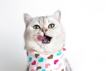 A cute white cat, licks its muzzle with its tongue, sits on a white background with a bib in hearts.