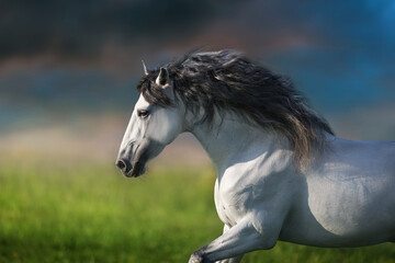 White horse portrait in motion