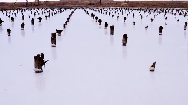 Several rows of wooden posts covered with saline residue sticking out of half dried lake. Wood stumps, pillars in pond. Remains of piles for attaching of mined salt drying decks anciently