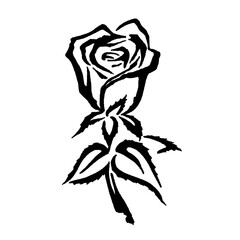 black rose isolated on white