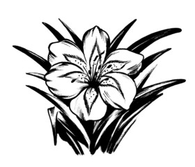black and white flower