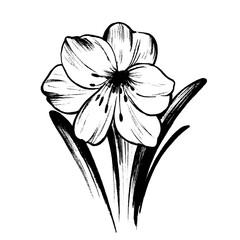 white flower isolated on black