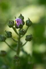 Blüte, Knospe, Blühen ; Frühling, Natur 