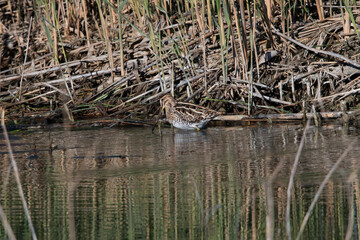 Common snipe in South Spain.