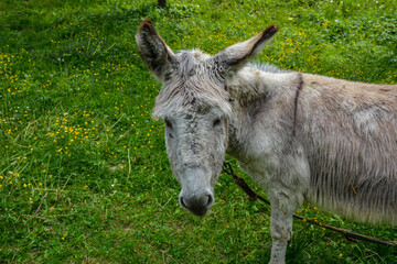 grey donkey on green background, big ears