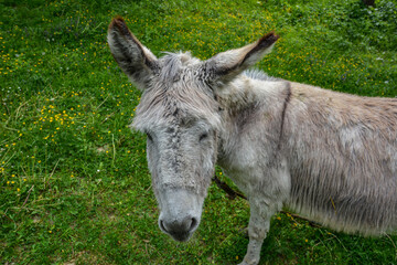 grey donkey on green background, big ears
