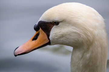 close up of a swan