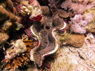 giant clam of the red sea, Egypt
