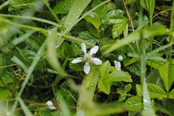 Swamp dewberry with white flowers appropriately in the morning dew. Also known as bristly dewberry, Latin name Rubus hispidus. 