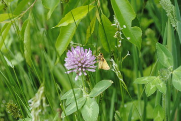 Zabulon skipper butterfly (Poanes zabulon) sipping nectar from a red clover (Trifolium pratense) close up macro isolated.