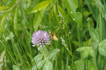 Zabulon skipper butterfly (Poanes zabulon) sipping nectar from a red clover (Trifolium pratense) close up macro isolated.