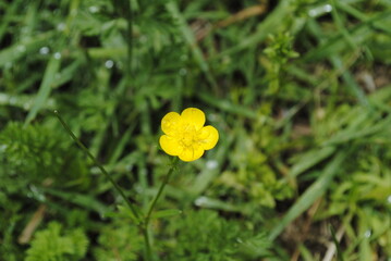 The bright yellow bloom of a common buttercup flower (Ranunculus acris) close up macro isolated.